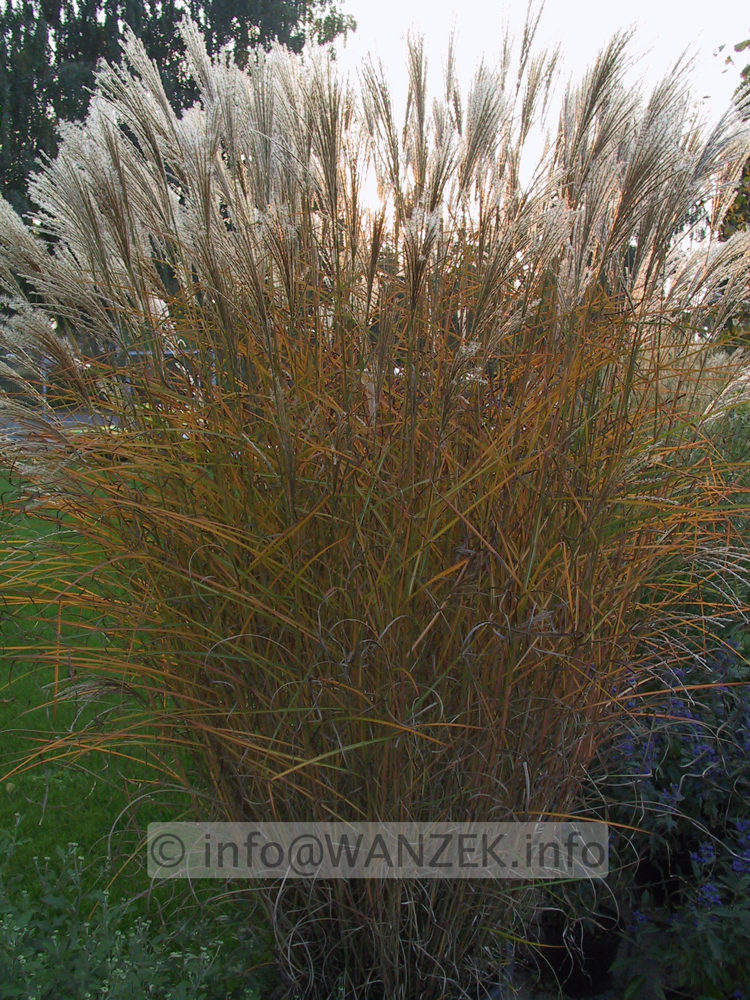Miscanthus sinensis Kleine Fontaene Herbst2.JPG